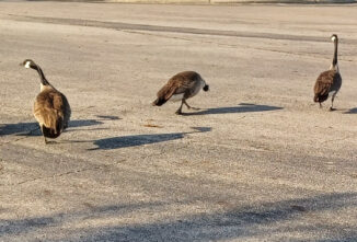 Defending Canadian Geese Babies
